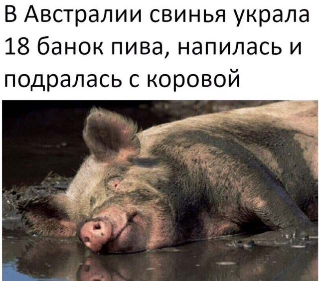 Подборка смекшных артинок Подборка смекшных артинок смешные картинки