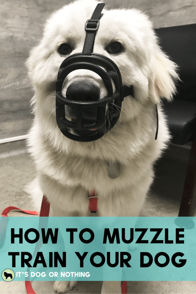 Muzzle training isn't for "bad" dogs. Every dog, even the most social, easy-going dogs, can benefit from muzzle training. Here's how to choose a muzzle a simple way to acclimate your dog.