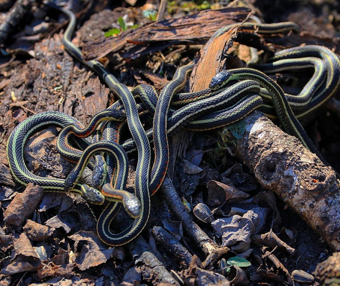 Тысячи змей в одном месте: острые ощущения для туристов Тысячи змей в одном месте: острые ощущения для туристов заграница,туризм