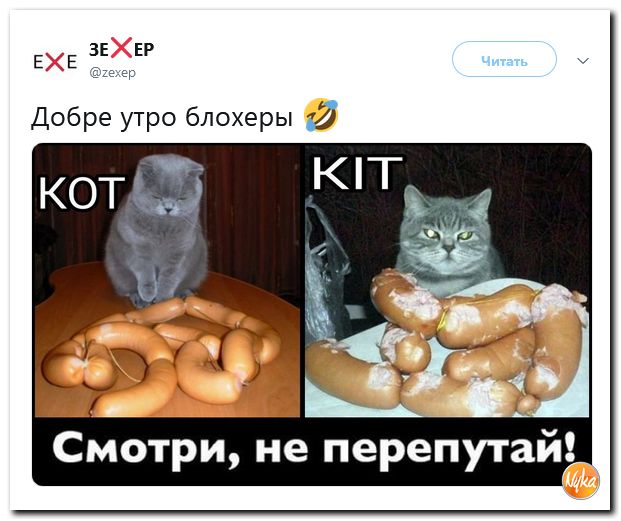 Мой кот хохол картинка