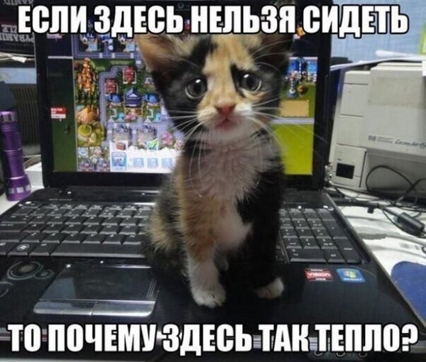 Коты и компьютеры 