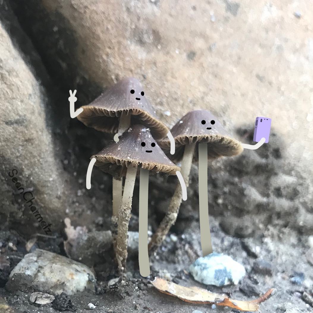 Забавный мир Шона Чармац 