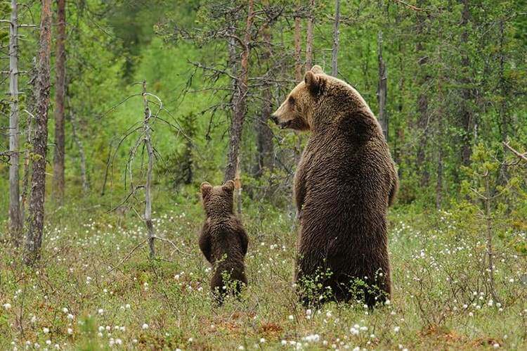 Медведицы со своими детёнышами просто умиляют картинки,супер