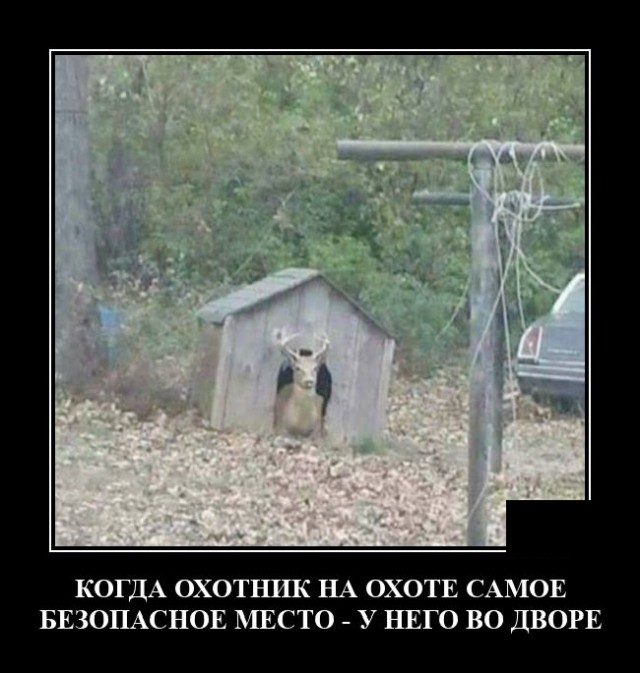 Смешные картинки в чёрной рамке для хорошего настроения! 