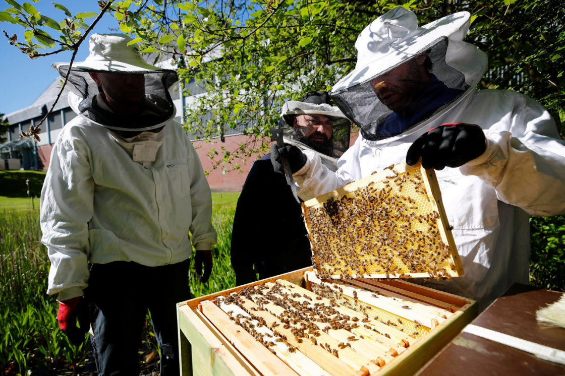 Заключенные помогают спасать пчел в Германии интересное,мед,тюрьма, Германия, пчелы