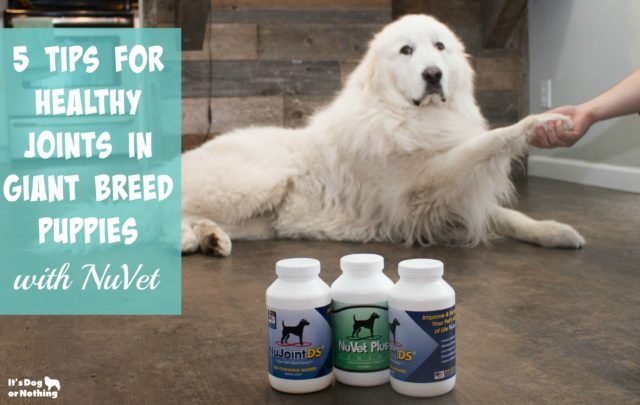 Giant breed puppy growth can be tricky, but it doesn't have to be. Here are 5 tips for healthy joints and our favorite joint supplement, NuVet's NuJoint DS.