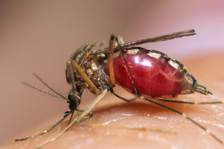 А вы знаете, почему комары кусают вас больше, чем других?