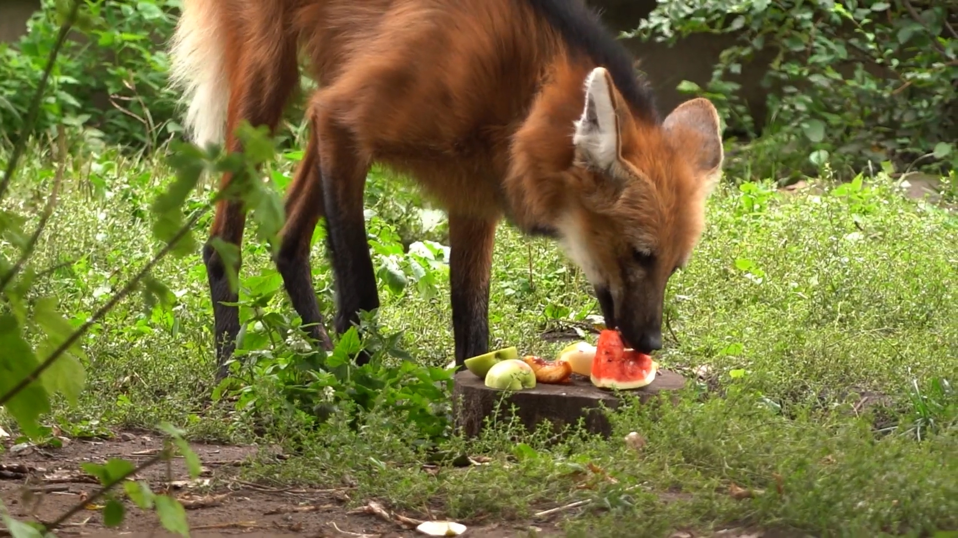 План вольера гривистого волка в Московском зоопарке
