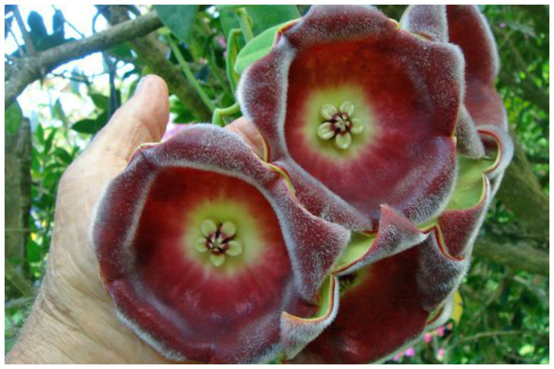 Hoya Lauterbachii красота, лиана, природа, флора, хойя, цветы, чудеса