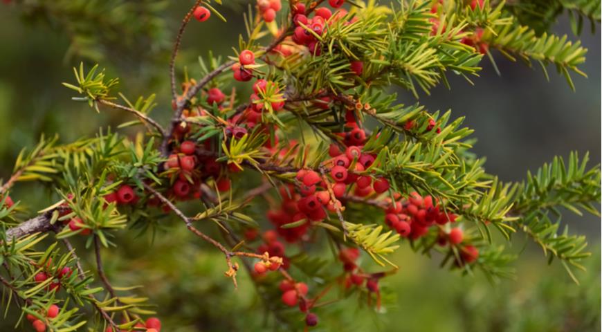 Осенние ядовитые и несъедобные ягоды, топ-15 красивых и опасных растений г,Москва [1405113], опасный, осенние ягоды, отравление,садоводство,ядовитый