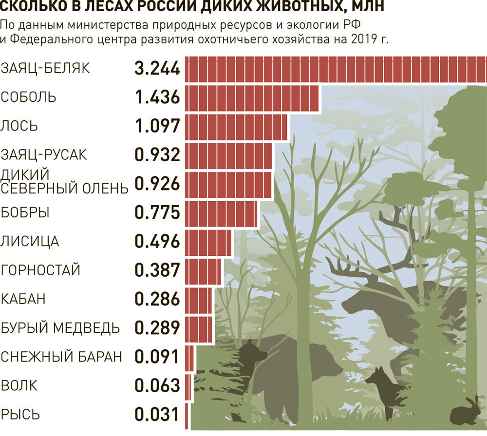 Почему численность диких хищников выросла за последние годы в несколько раз