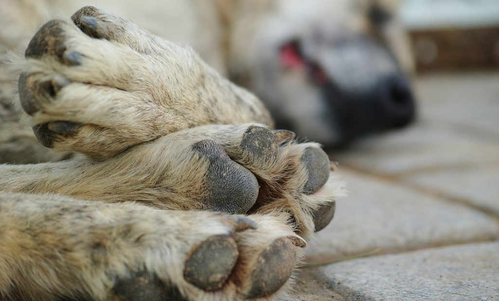 Неизвестные расправились с бездомными собаками в Крыму