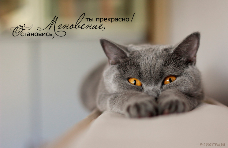 серая кошка лежит серая кошка лежит