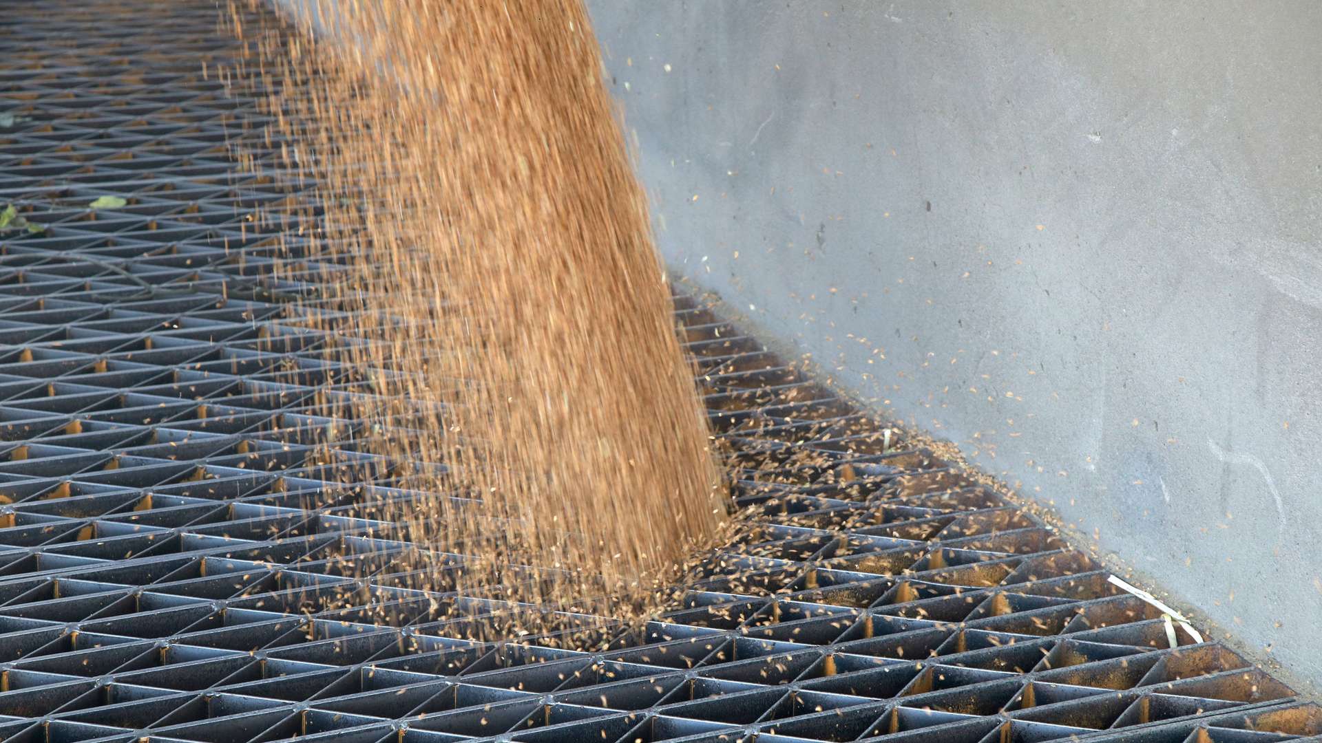 Политолог Асафов назвал вывоз украинского зерна «расплатой за ленд-лиз для Киева»