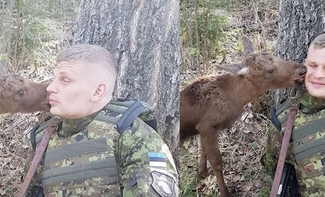 Пограничник насторожился: из кустов вышел лось и попросил о помощи совсем, Эстонский, дальше, близко, доверчиво, уткнулся, плечоПограничник, понимал, делать, рации, лосенок, связался, ветеринарной, службой, место, выслали, целую, спасательную, подошел, удивлению