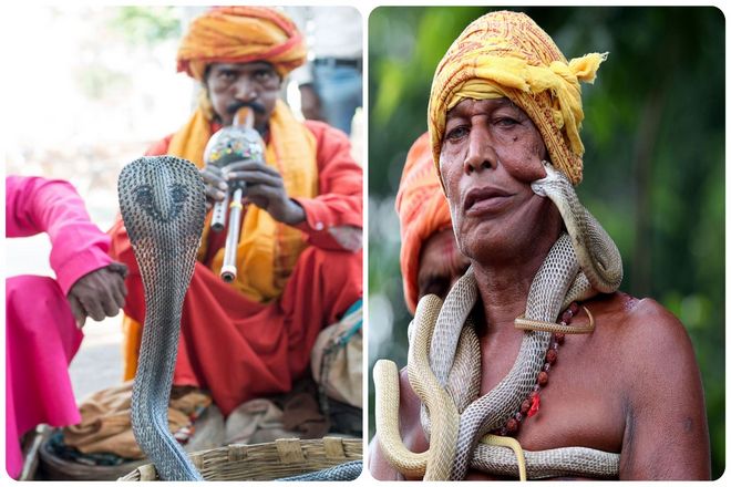 Когда заклинатель перестает играть и двигаться, кобра также останавливается. В этот момент заклинатель провоцирует кобру, взмахнув палкой или рукой. И побуждает ее начать бесплодную атаку, чтобы затем легче схватить ее и запереть в корзину.