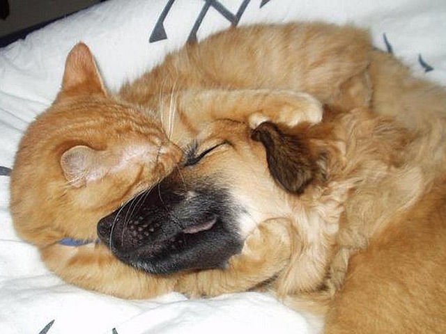 Коты, которые жить не могут без собак