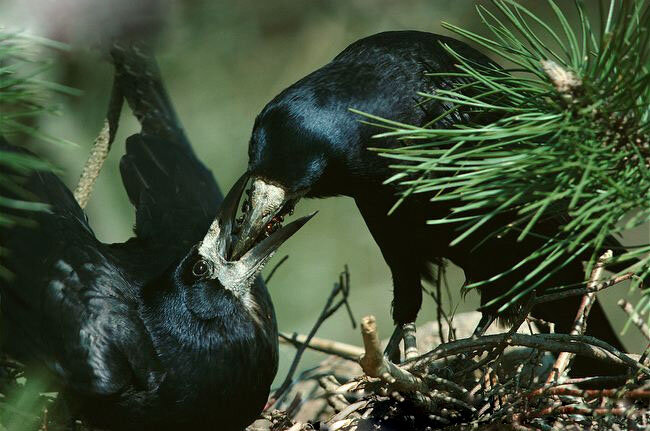 В кладке птиц может быть 2-4 птенца. Оба родители заботятся о потомстве. Самец добывает пищу, а самка высиживает и следит за птенцами.
