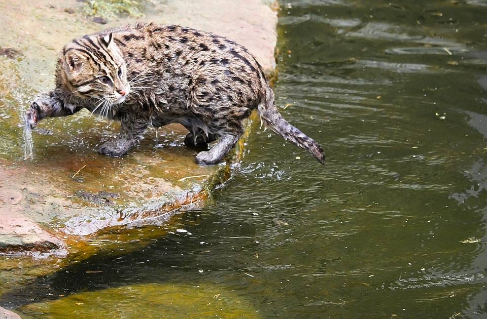 animal-2374799_960_720