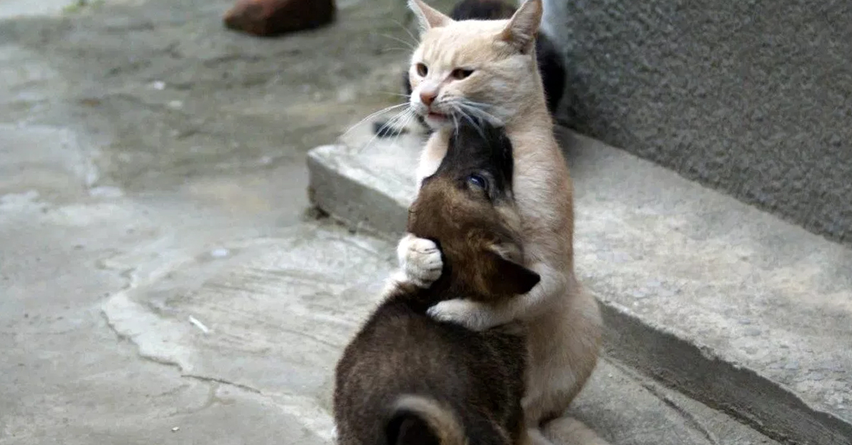 Кот по прозвищу «Папа Тереза»