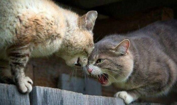 Как кошка с кошкой коты, подборка, разборка