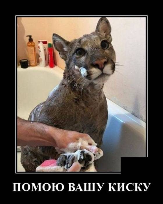 Смешные картинки в чёрной рамке для хорошего настроения! 