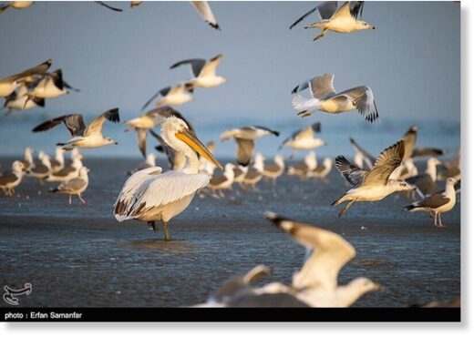 Популяция перелетных птиц на севере Ирана увеличилась на 30% из-за сильных и преждевременных холодов в Сибири