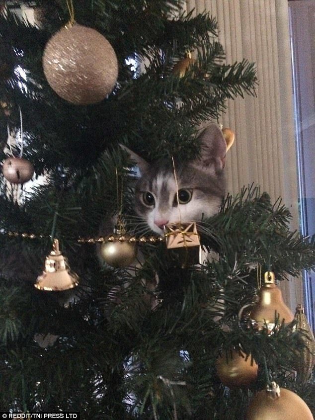 Новогодние котейки
