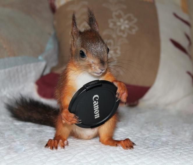 Животные, белка, позитив