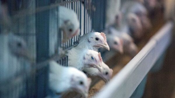 Союз птицеводов спрогнозировал снижение цен на яйца в апреле Лента новостей