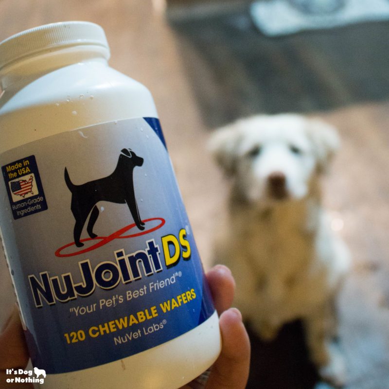 Giant breed puppy growth can be tricky, but it doesn't have to be. Here are 5 tips for healthy joints and our favorite joint supplement, NuVet's NuJoint DS.