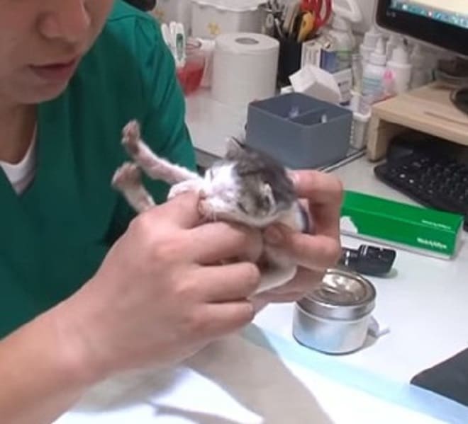 Котенок в больнице