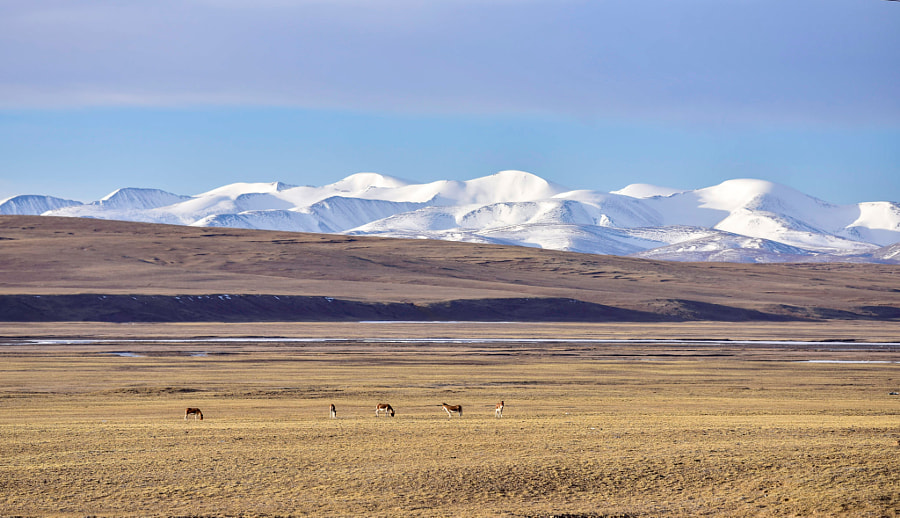 秘境可可西里 by 汉歌  on 500px.com