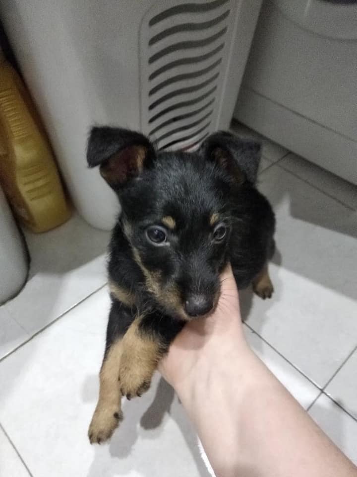 щенок в доме