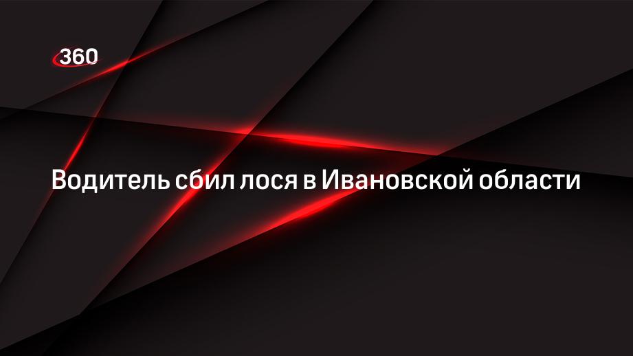 Водитель сбил лося в Ивановской области