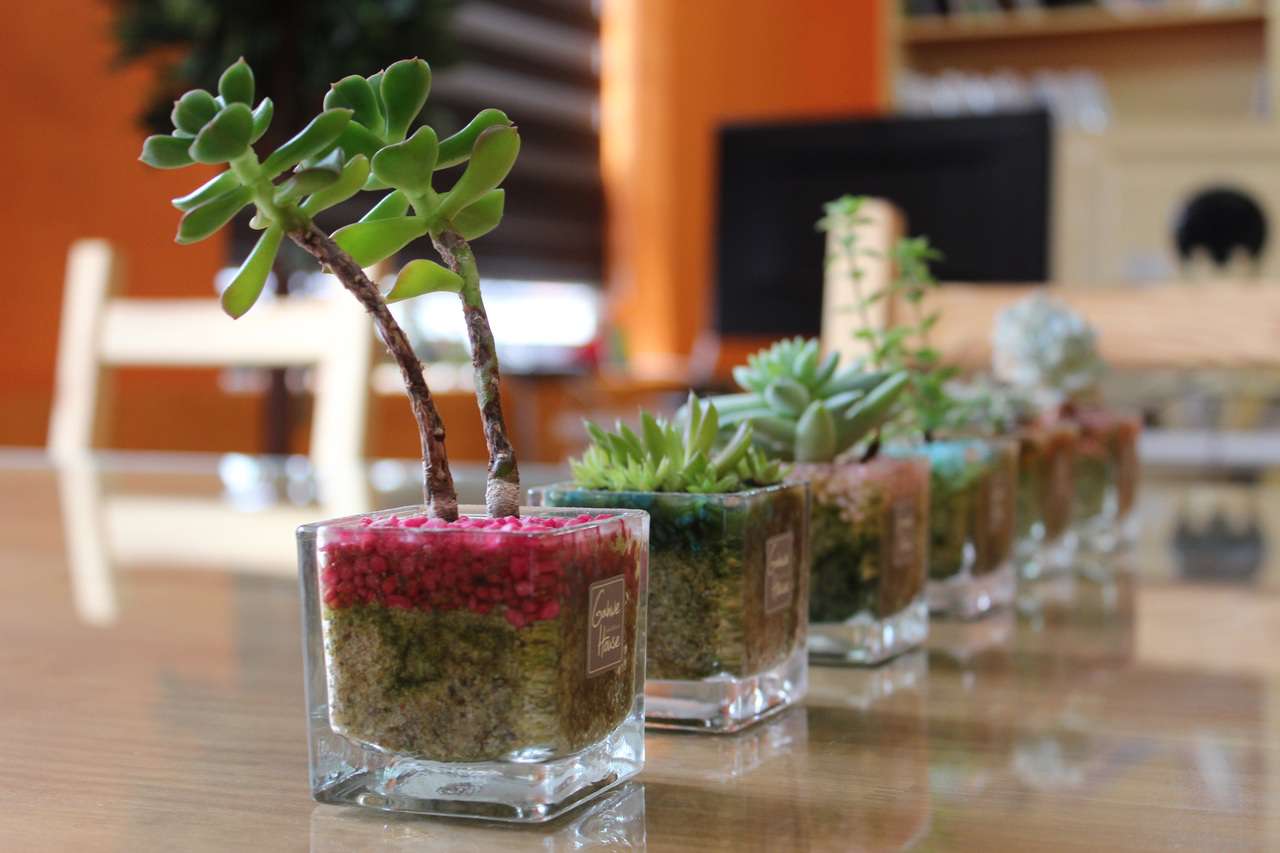 Как нежелательно декорировать свой интерьер комнатными растениями