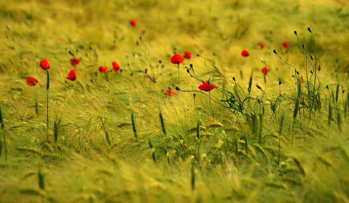 980x570_904_Flowers_flowers_lea_landscape_photo_photography_digital_art (700x407, 367Kb)