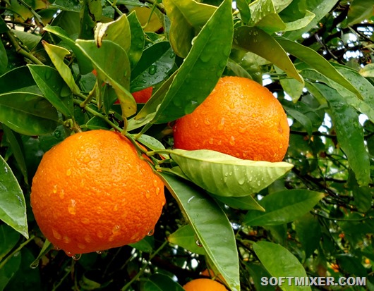 apelsin-kitajskoe-yabloko_1