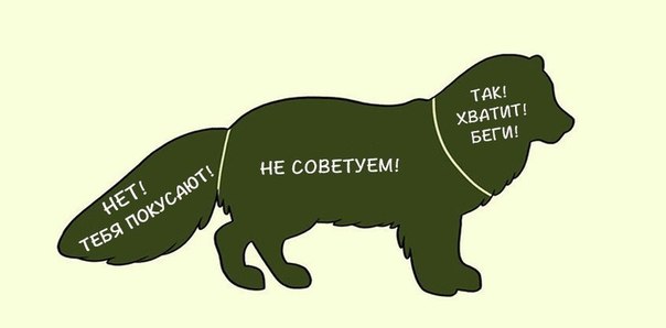 Как правильно гладить животных