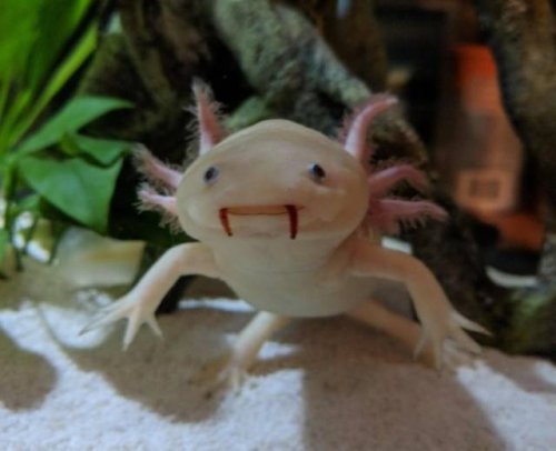 Не все в качестве домашних питомцев держат кошек и собак 