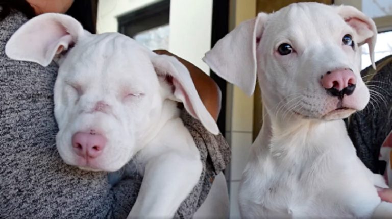 white puppies