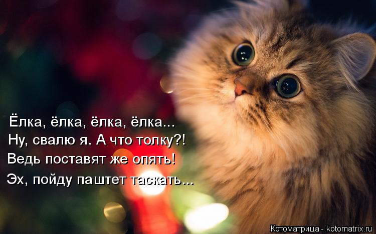 Котоматрица: Ёлка, ёлка, ёлка, ёлка... Ну, свалю я. А что толку?! Ведь поставят же опять! Эх, пойду паштет таскать...