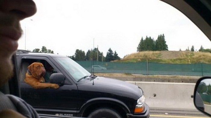 Забавные ситуации на дороге, в которых точно не хотелось бы оказаться автокурьезы