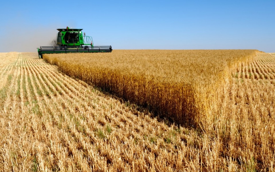 Ни одна страна не сможет отнять у России статус лидера в экспорте пшеницы 