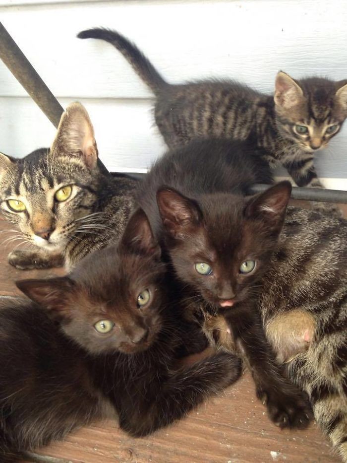Находчивая кошка вернулась и привела с собой трех котят бродячая кошка, история из жизни, котята, кошки