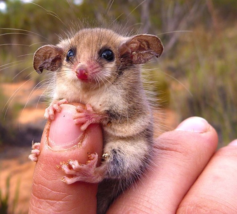 Пигмей-опоссум с крошечными лапками