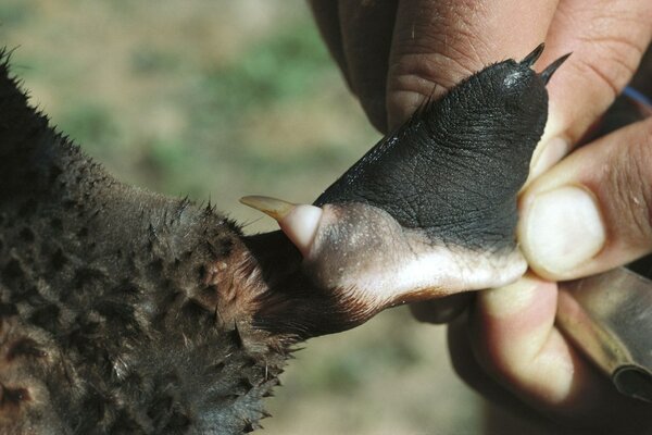 Ядовитая шпора самца утконоса