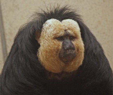 25 самых необычных животных в мире (25 фото)