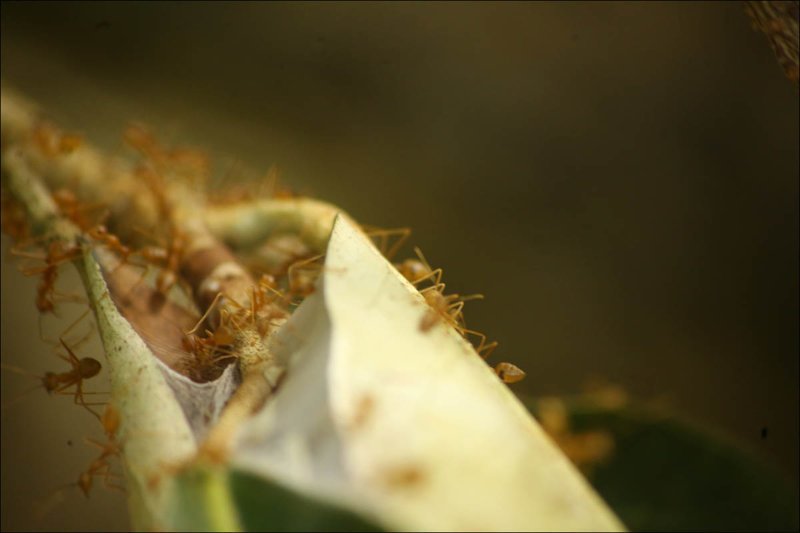 Крайне злобные муравьи Мангровый лес, в мире, земля, планета, природа, экология
