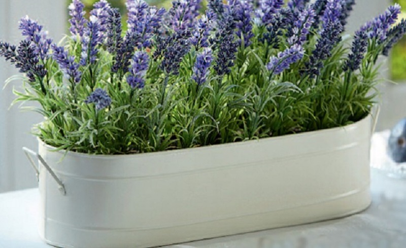 домашние растения с положительной энергетикой